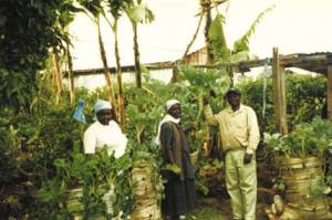 Peris Wambui(centre) in her vegetable plot