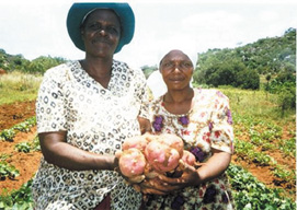 Mrs Mombeshora with sweet potato tubers, Zimbabwe.
