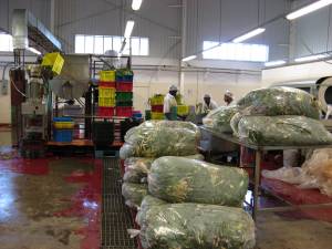 Washing escallion for processing in the Walkerswood factory