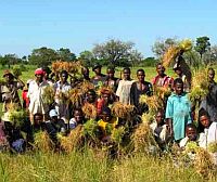 D’anciens combattants participent à la récolte du riz dans des « fermes de paix » communautaires.