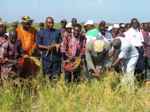Symbolic harvesting of rice on Hope Sierra Leone's Peace Farm