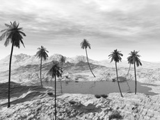 Palm scene