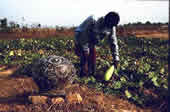 ....and 200,000,000 million people unemployed in the countryside