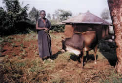 Wilfrida Akumu receives a cow from Direct Link. Her grandson, James, is an Aids orphan sponsored by the charity.