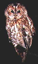 Tawny owl