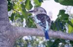 Blue Winged Kookaburra