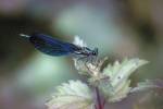 Dragonfly on leaf