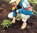 Ian Robertson examines virus-free crop, Zimbabwe