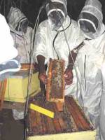 'Honey Care' a new bee keeping technology in Kenya.